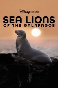 Sea Lions of the Galapagos