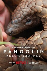 Pangolin: Kulu’s Journey